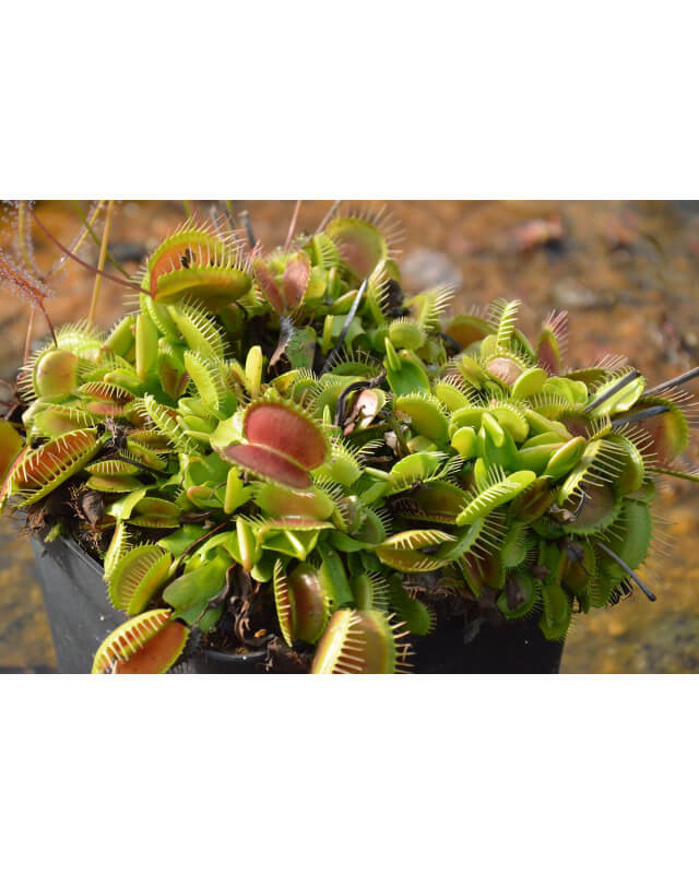 Dionaea, greenville Giant clone-Dionaea