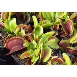 Dionaea "GJ Giant Form"-Dionaea