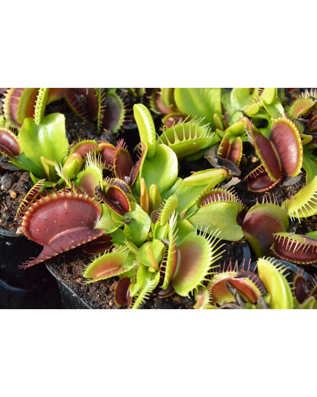 Dionaea "GJ Giant Form"-Dionaea