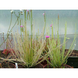 Drosera filiformis-Drosera tempérés
