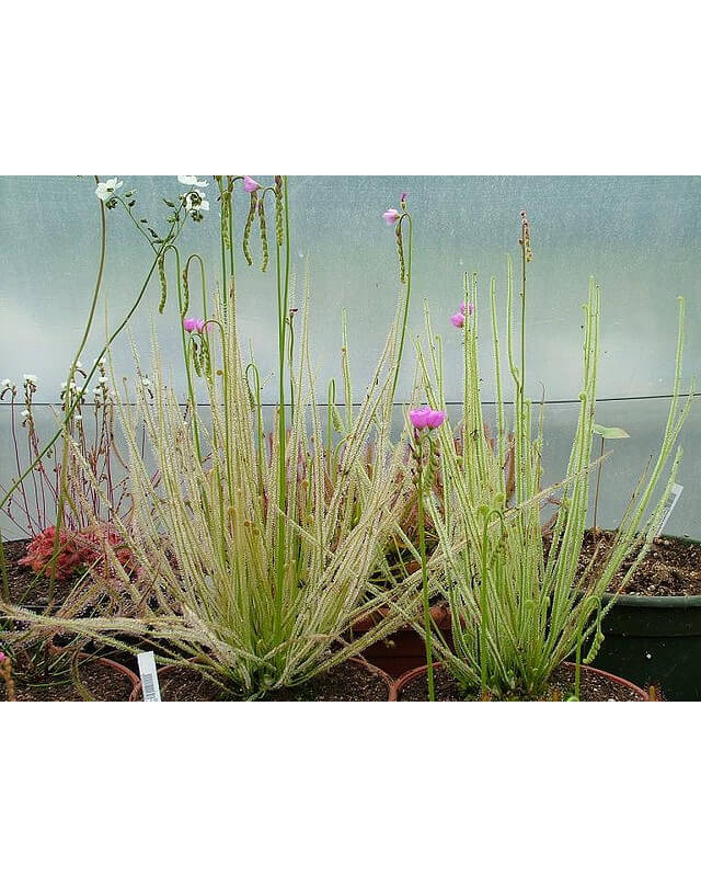 Drosera filiformis-Drosera Tempéré