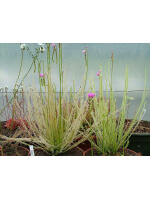Drosera filiformis 