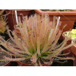 Drosera x hybrida-Drosera tempérés