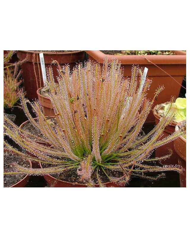 Drosera x hybrida-Drosera Tempéré