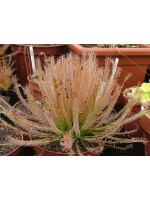 Drosera x hybrida