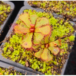 Drosera slackii-Drosera tropicaux et subtropicaux