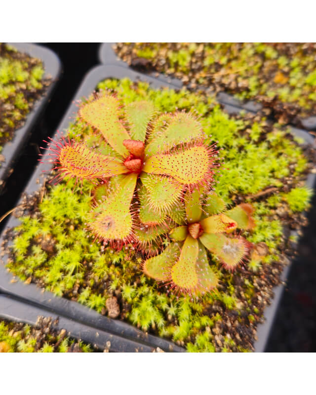 Drosera slackii-Drosera tropicaux et subtropicaux