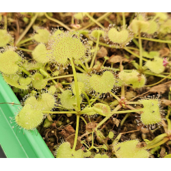 Drosera slackii-Drosera tropicaux et subtropicaux