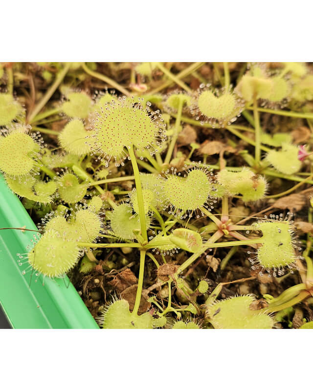 Drosera prolifera-Drosera tropicaux et subtropicaux
