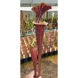 Sarracenia flava var. rubricorpora -- prince george,Co-var. rubricorpora