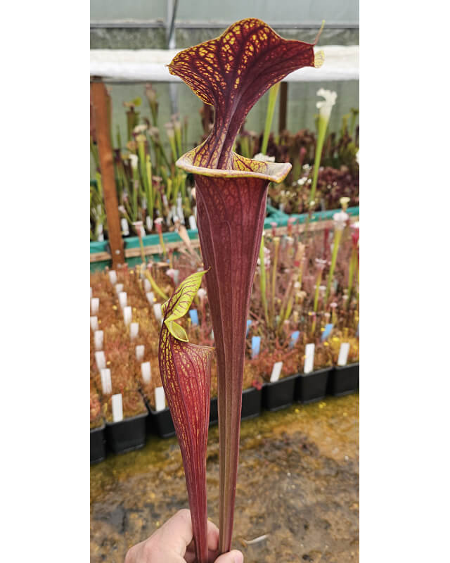 Sarracenia flava var. rubricorpora -- heavy Vein (aidan SF68)-var. rubricorpora