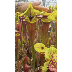 Sarracenia flava var. rubricorpora -- Apalachicola,WS,(AH)(F105,MK)-var. rubricorpora