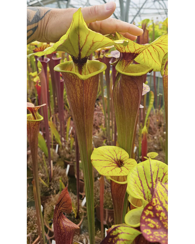 Sarracenia flava var. rubricorpora -- Apalachicola,WS,(AH)(F105,MK)-var. rubricorpora