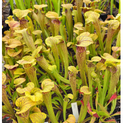 Sarracenia oreophila -- typical form-Sarracenia oreophila