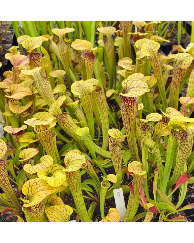 Sarracenia oreophila -- typical form-Sarracenia oreophila