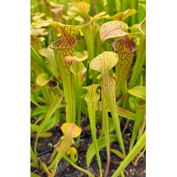 S. oreophila -- Sand Mountain,W,(O13,JA)(O7,MK)-Sarracenia oreophila