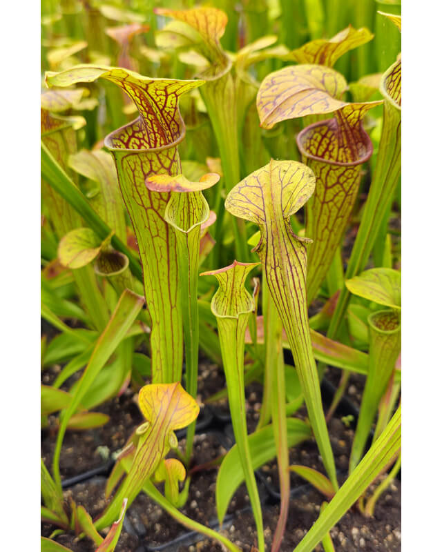 S. oreophila -- Sand Mountain,W,(O13,JA)(O7,MK)-Sarracenia oreophila