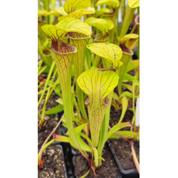 Sarracenia oreophila -- Uk.Southeast London/Kent, (O1,Bauer)-Sarracenia oreophila