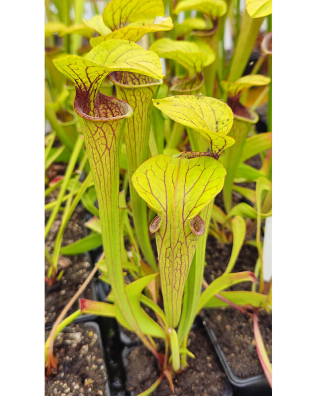 Sarracenia oreophila -- Uk.Southeast London/Kent, (O1,Bauer)-Sarracenia oreophila