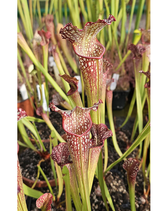 SX18 S. x excellens x SXM67 S.x Moorei -- 'Esme Cowlard' CLB-Hybrides Cédric Carnivore's