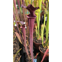 SL11 S. leucophylla -- pubescent x SFX12 S. flava var. atropurpurea x S.flava var. rubricorpora-Hybrides Cédric Carnivore's