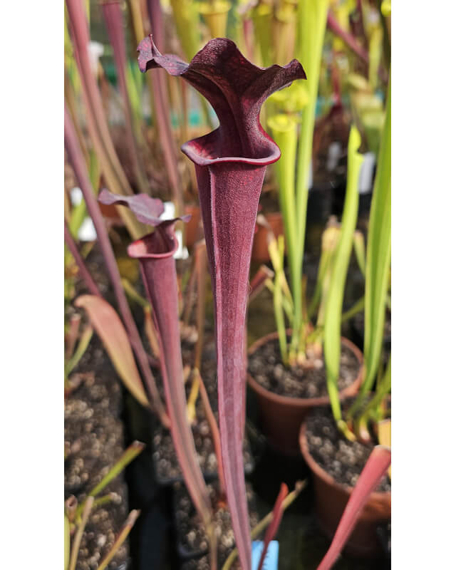 SL11 S. leucophylla -- pubescent x SFX12 S. flava var. atropurpurea x S.flava var. rubricorpora-Hybrides Cédric Carnivore's