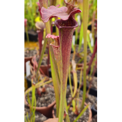 SX73 S. 'Bordeaux Red wine' x SX33 S.'Orange Fire'-Hybrides Cédric Carnivore's