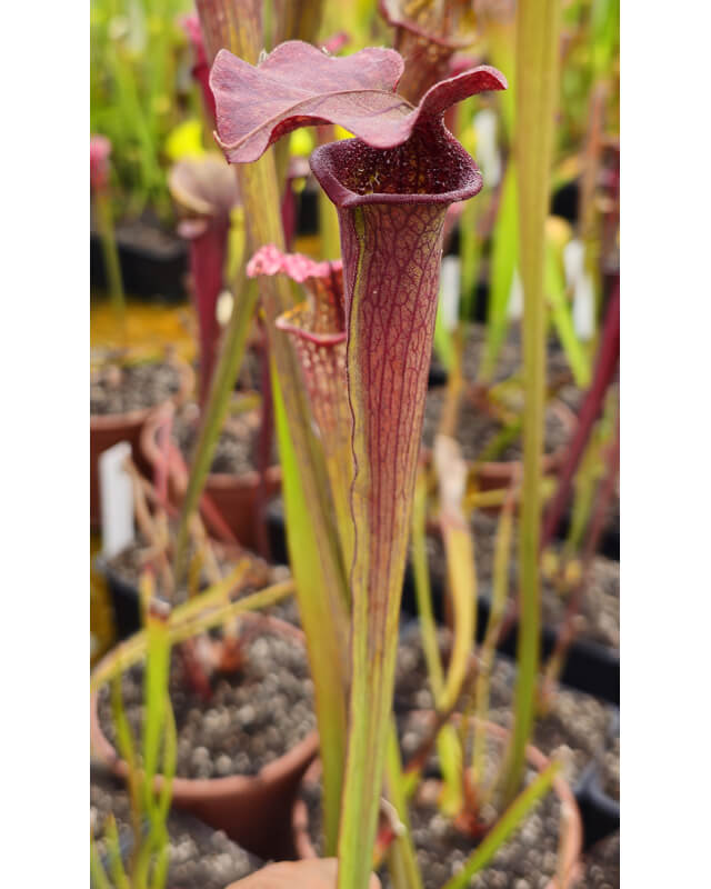 SX73 S. 'Bordeaux Red wine' x SX33 S.'Orange Fire'-Hybrides Cédric Carnivore's