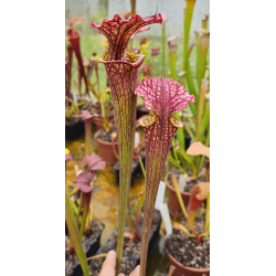 SXM20 S x Moorei -- Santa rosa, Co, fl-Sarracenia x Moorei