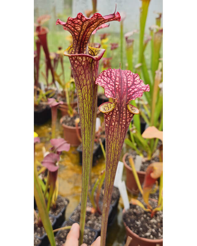 S. Leucophylla x S. Flava var. cuprea IPX44B-Sarracenia x Moorei