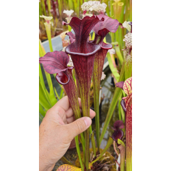Sarracenia x 'Thomas'-Sarracenia hybrides