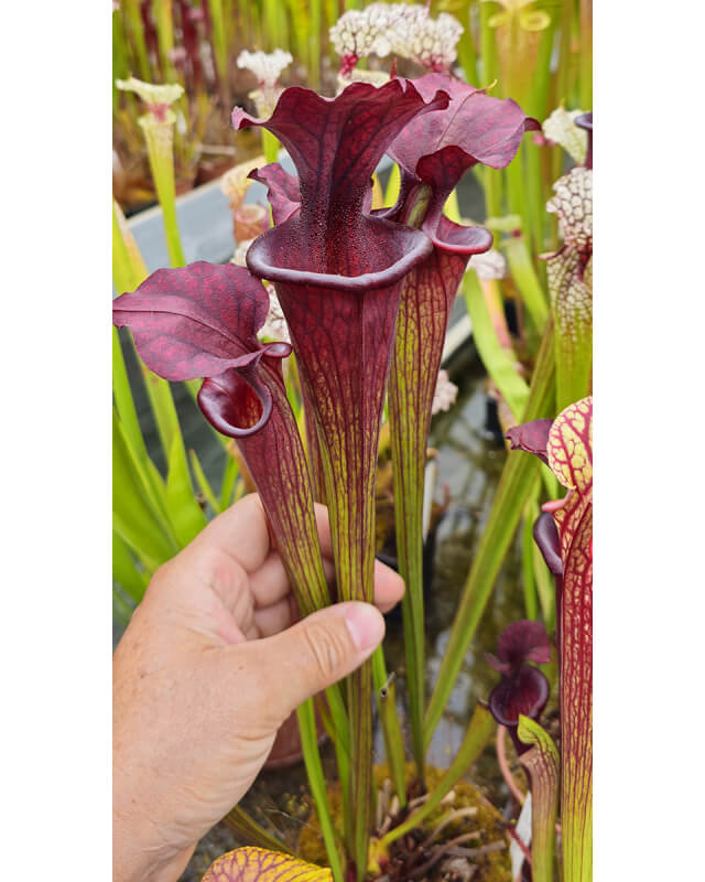 Sarracenia (leucophylla x flava var. ornata) x Adrian Slack clone B Miroslav Srba H19B-Sarracenia hybrides