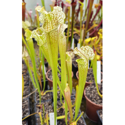 S.(Oreophila x royal ruby) x adrian slack-Hybrides Cédric Carnivore's