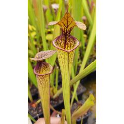 S. 'Hugh Jampton'-Sarracenia hybrides