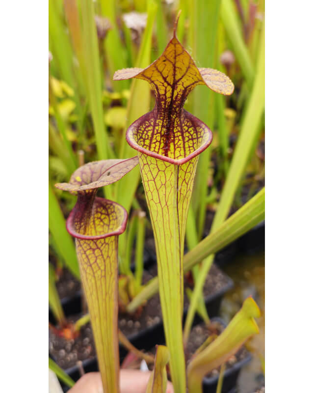 SX132 S. (rubra x oreophila) x flava var. rugelii, California Carnivores plant-Sarracenia hybrides