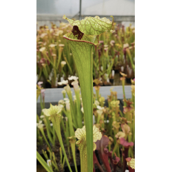 SFRB12 S. flava var. rubricorpora -- orange clone x sl51 S. leucophylla -- Burgundy  'Giant clone'-Hybrides Cédric Carnivore's