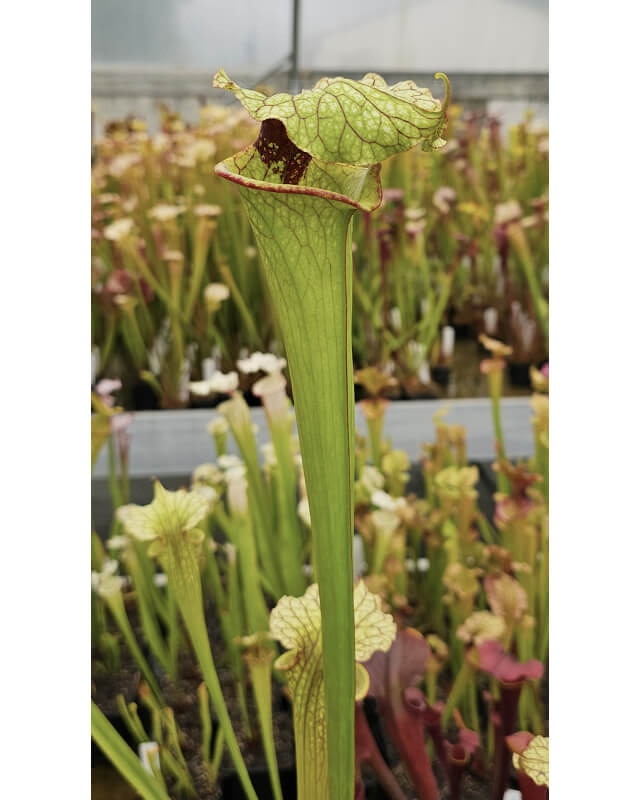 SFRB12 S. flava var. rubricorpora -- orange clone x sl51 S. leucophylla -- Burgundy  'Giant clone'-Hybrides Cédric Carnivore's