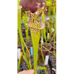 S.x 'Leelou's'-Hybrides Cédric Carnivore's