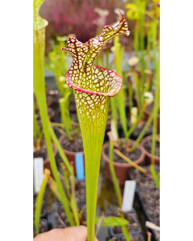 SL79 S.“Bocaza” x SFA06 S. flava var. atropurpurea -- don Schnell Clone-Hybrides Cédric Carnivore's