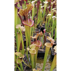 Sarracenia 'Atlas 5'-Sarracenia x Moorei