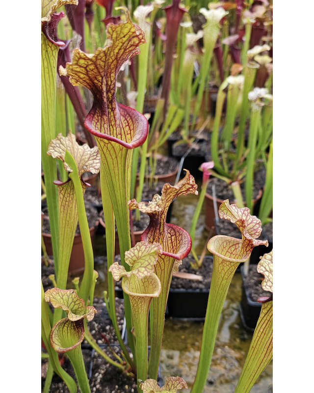 S.x Moorei -- 1, Sunbelle exotics usa-Sarracenia x Moorei