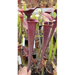 SA17 S. alata -- Black tube,Pubescent,Desoto,Clone 3,W,(AH)(A28,MK) x SFRB28 S. flava var. rubricorpora -- Apalachicola-Hybrides Cédric Carnivore's