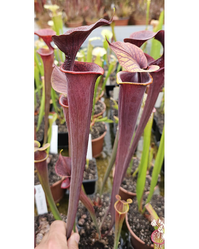 SA17 S. alata -- Black tube,Pubescent,Desoto,Clone 3,W,(AH)(A28,MK) x SFRB28 S. flava var. rubricorpora -- Apalachicola-Hybrides Cédric Carnivore's