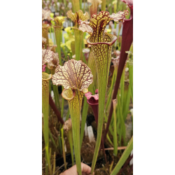 S.x Moorei -- Wilkerson's red-Sarracenia x Moorei