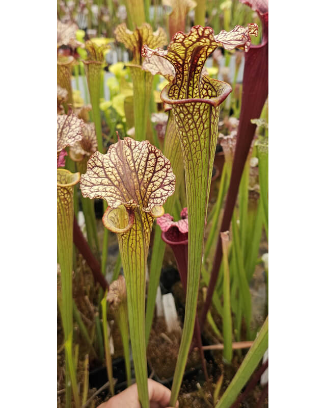 S. Leucophylla x S. Flava var. cuprea IPX44E-Sarracenia x Moorei