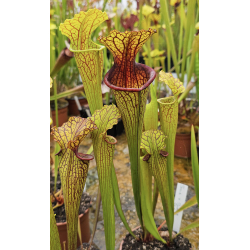 Sarracenia x 'Evan's'-Hybrides Cédric Carnivore's
