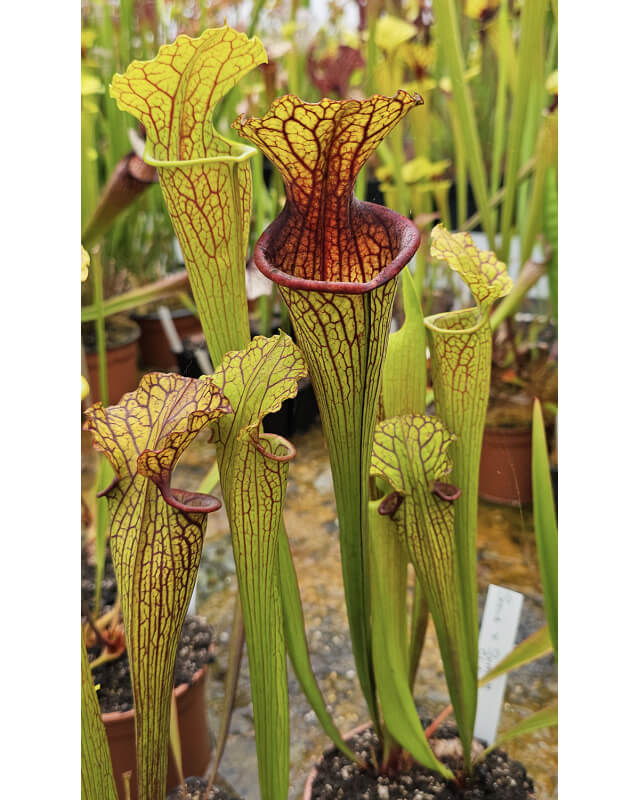SO01 S. oreophila -- de Kalb co.al,w x SXM18 S.x Moorei -- Wilkerson's white knight CL1-Hybrides Cédric Carnivore's