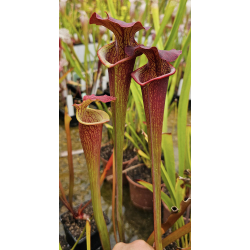 Sarracenia hybride 'big mouth'-Hybrides Cédric Carnivore's
