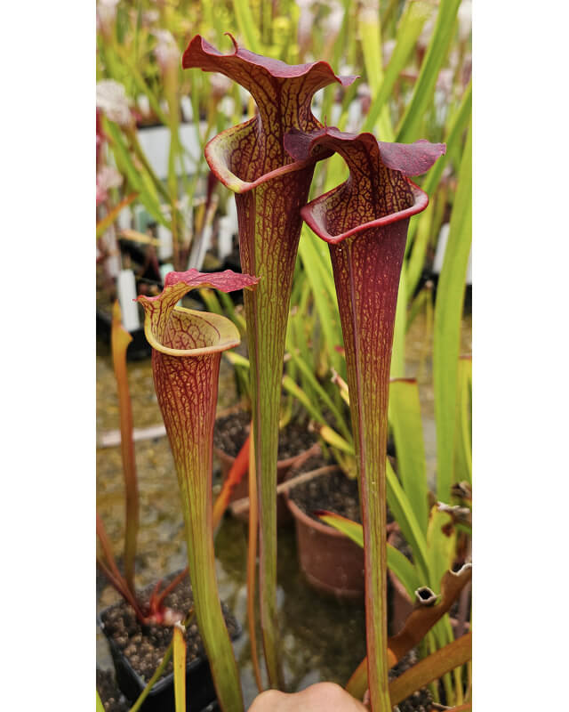 Sarracenia hybride 'big mouth'-Hybrides Cédric Carnivore's