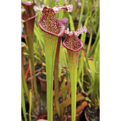 SXM47 S.x Moorei -- (leucophylla "purple lips" x flava cuprea) x SXM64 Sarracenia x Moorei -- 'Helen Mary' cla-Hybrides Cédric Carnivore's